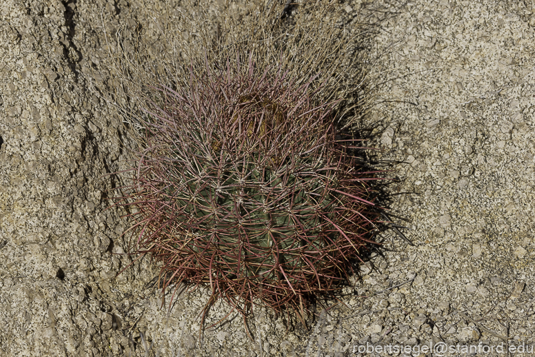 Desert Biogeography of Joshua Tree National Park